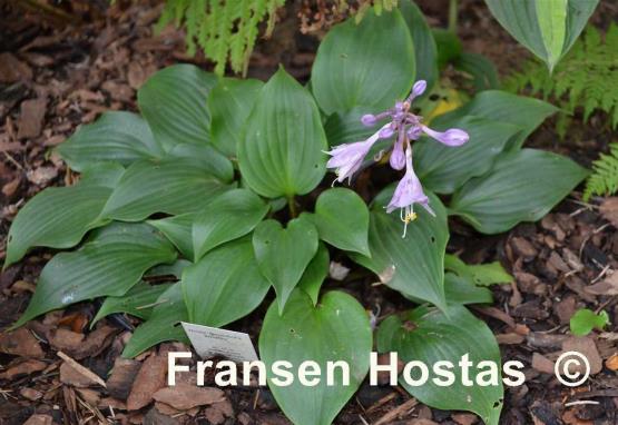 Hosta Benedict's Wild Fire